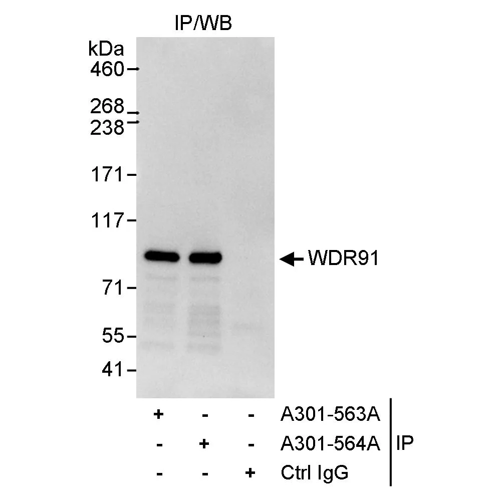 Rabbit anti-WDR91 Antibody, Affinity Purified