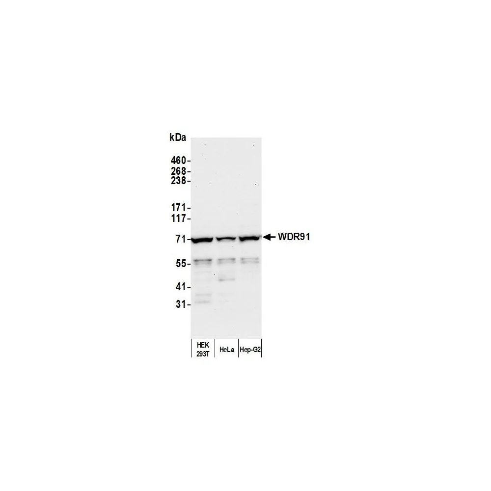 Rabbit anti-WDR91 Antibody, Affinity Purified