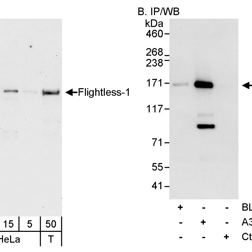 Rabbit anti-Flightless-1 Antibody, Affinity Purified