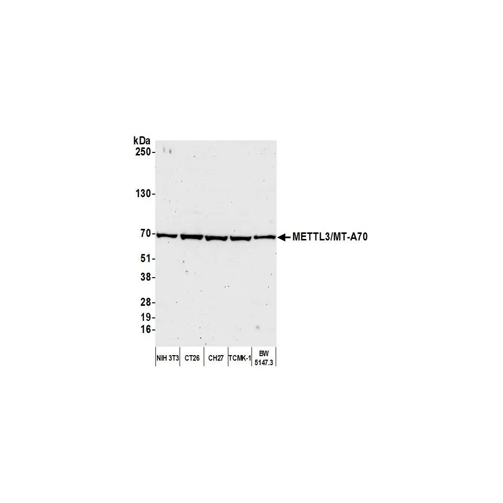 Rabbit anti-METTL3/MT-A70 Antibody, Affinity Purified