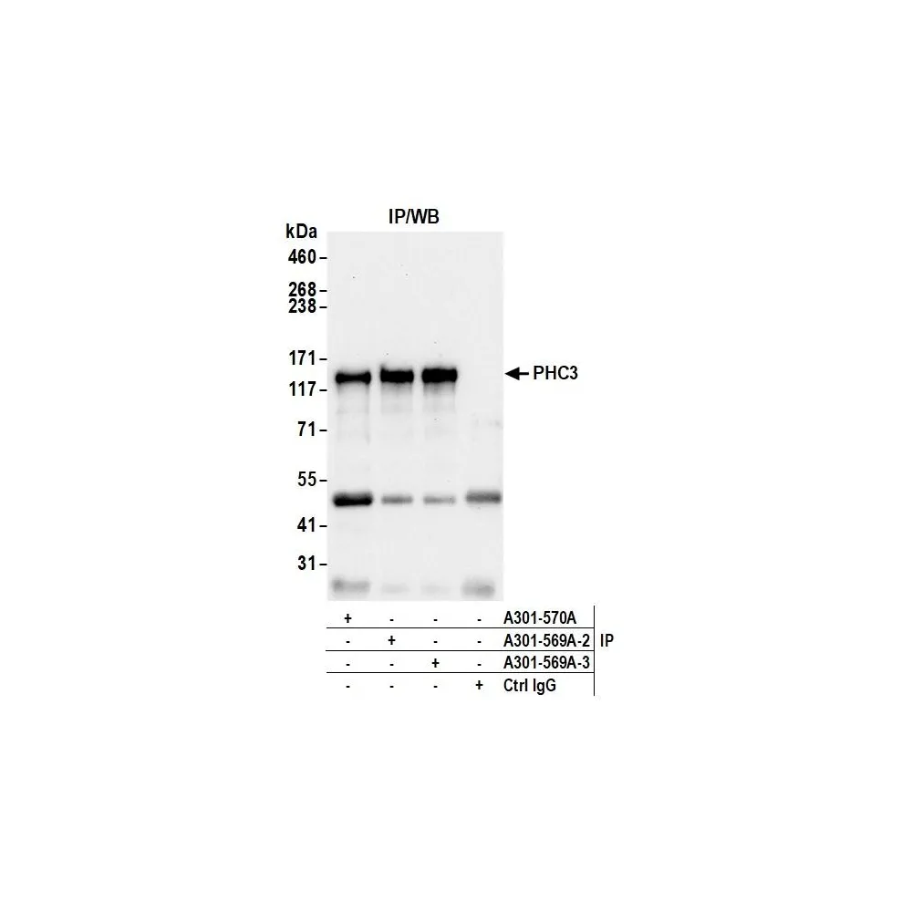 Rabbit anti-PHC3 Antibody, Affinity Purified