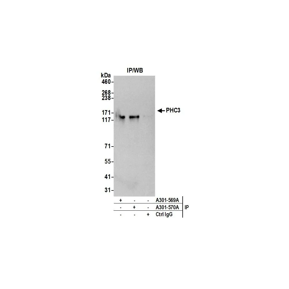 Rabbit anti-PHC3 Antibody, Affinity Purified