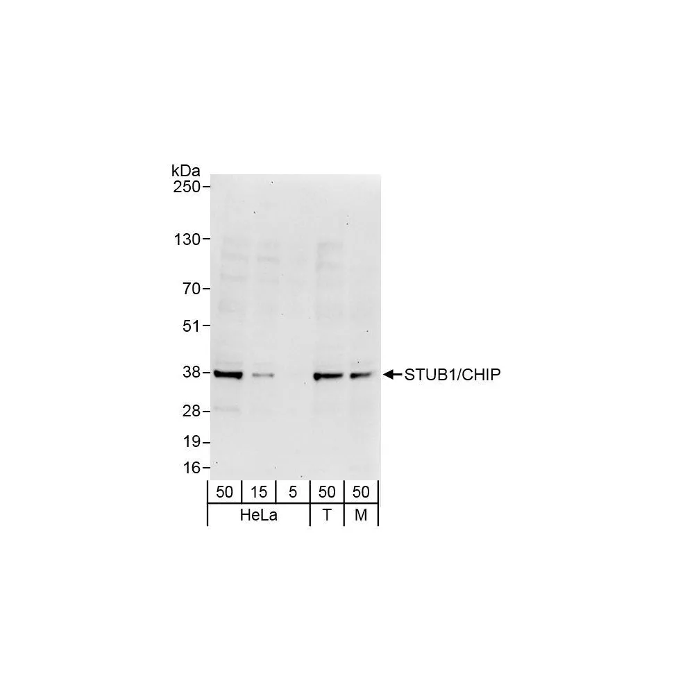 Rabbit anti-STUB1/CHIP Antibody, Affinity Purified