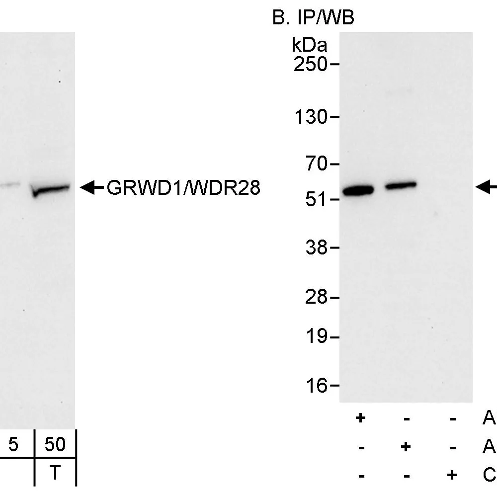 Rabbit anti-GRWD1/WDR28 Antibody, Affinity Purified