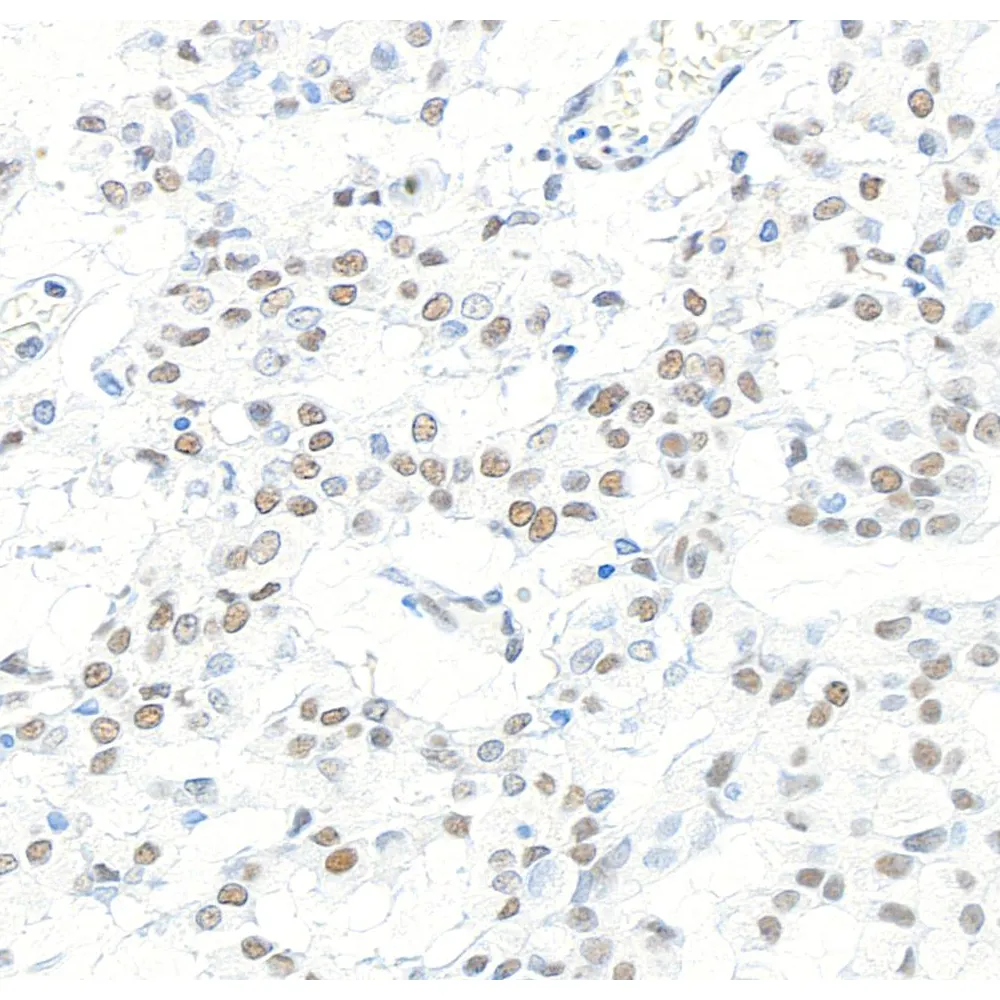 Rabbit anti-CPSF160 Antibody, Affinity Purified