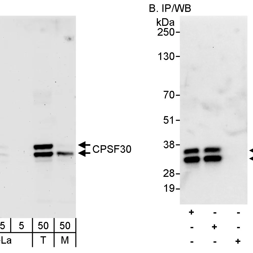 Rabbit anti-CPSF30 Antibody, Affinity Purified