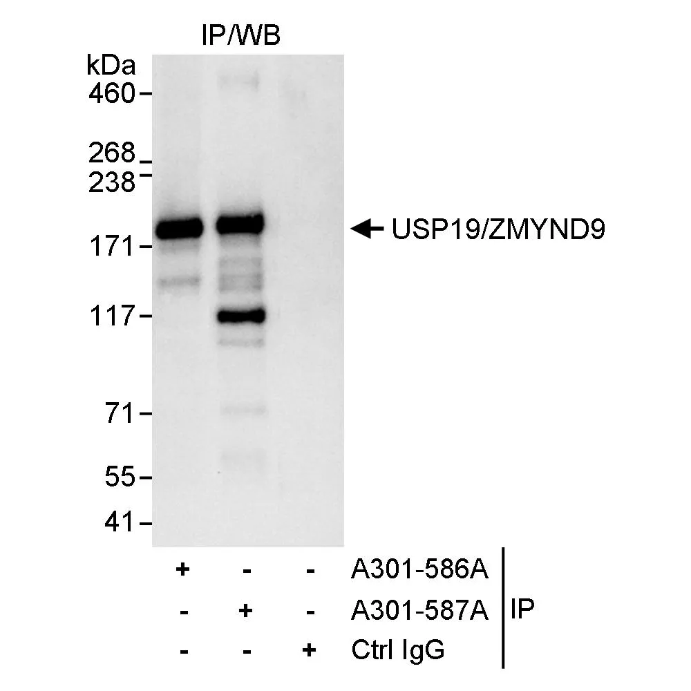 Rabbit anti-USP19/ZMYND9 Antibody, Affinity Purified