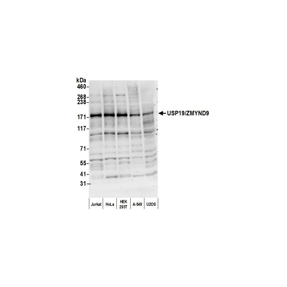 Rabbit anti-USP19/ZMYND9 Antibody, Affinity Purified