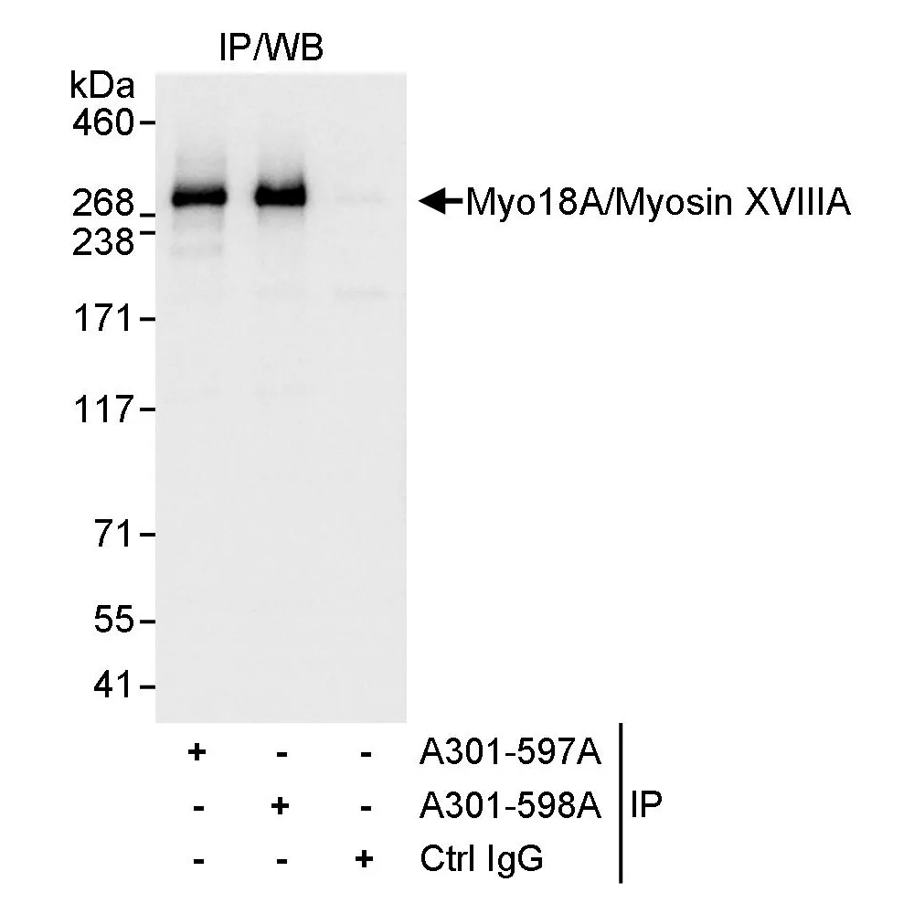 Rabbit anti-Myo18A/Myosin XVIIIA Antibody, Affinity Purified