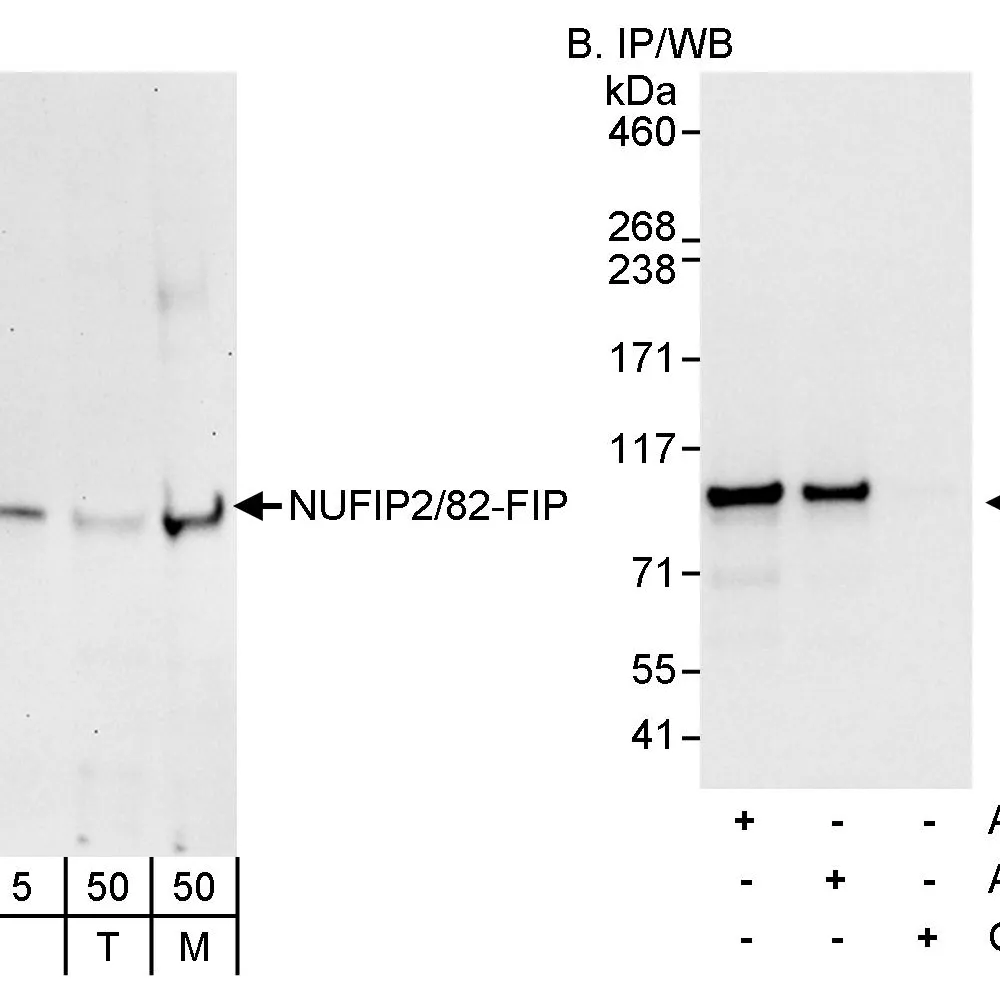 Rabbit anti-NUFIP2/82-FIP Antibody, Affinity Purified
