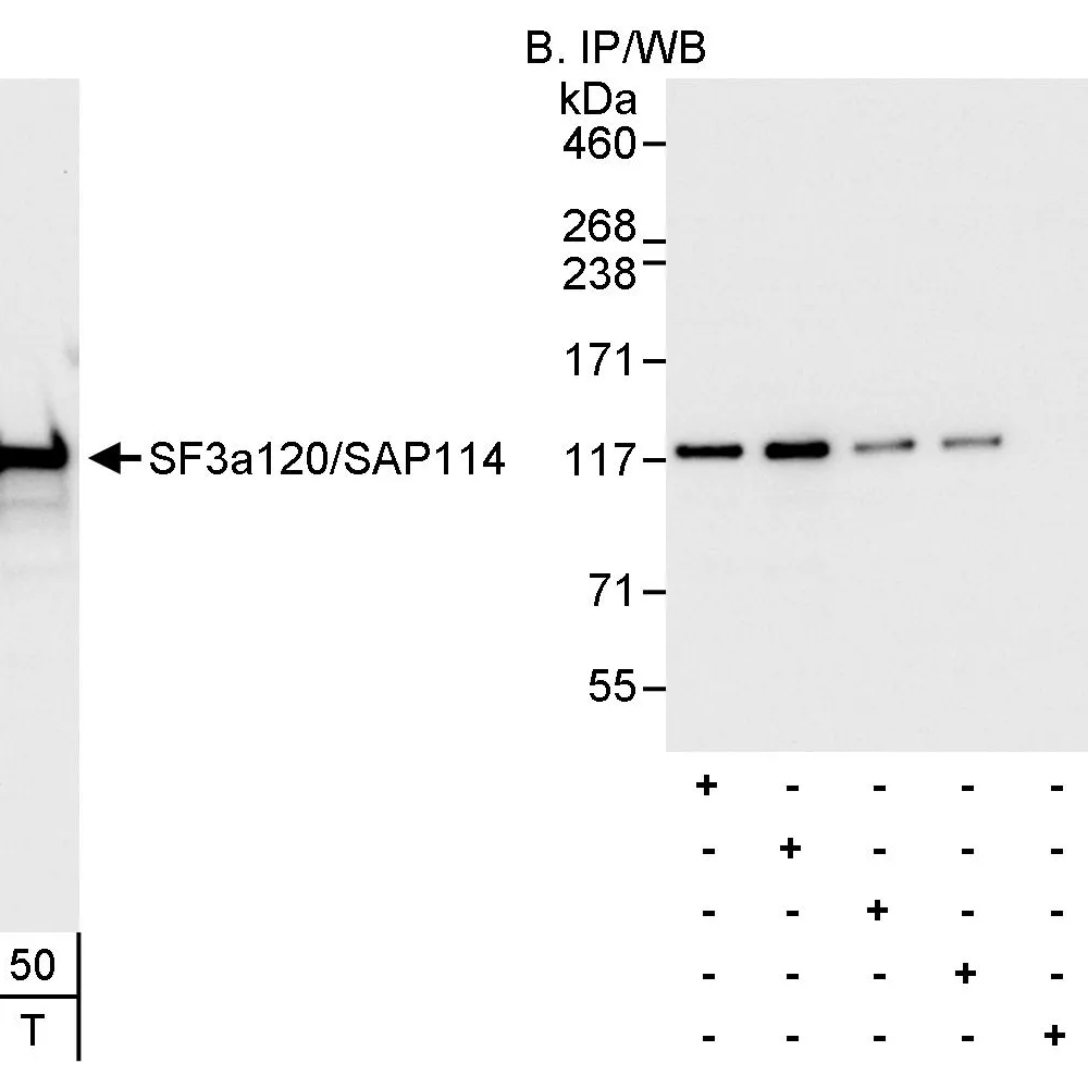 Rabbit anti-SF3a120/SAP114 Antibody, Affinity Purified