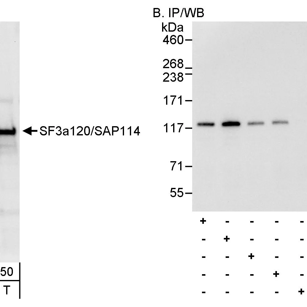 Rabbit anti-SF3a120/SAP114 Antibody, Affinity Purified