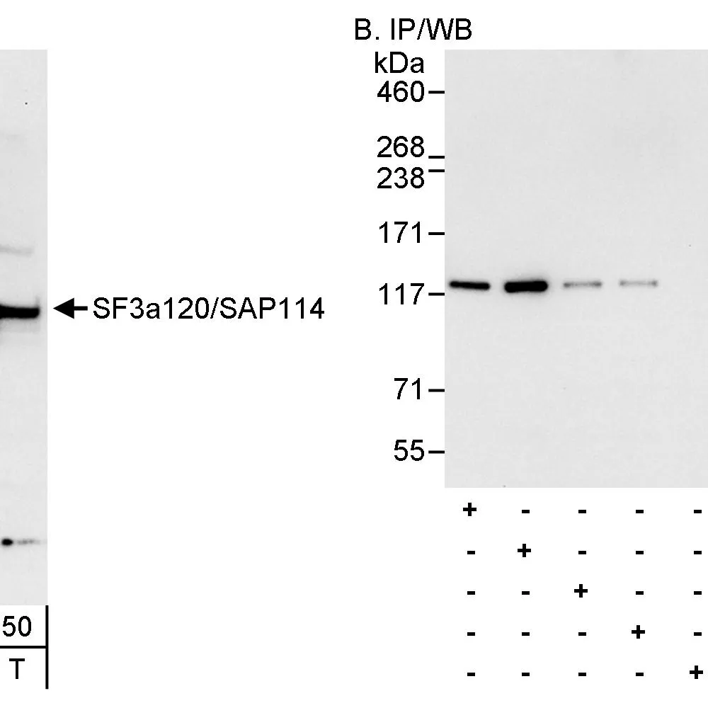 Rabbit anti-SF3a120/SAP114 Antibody, Affinity Purified