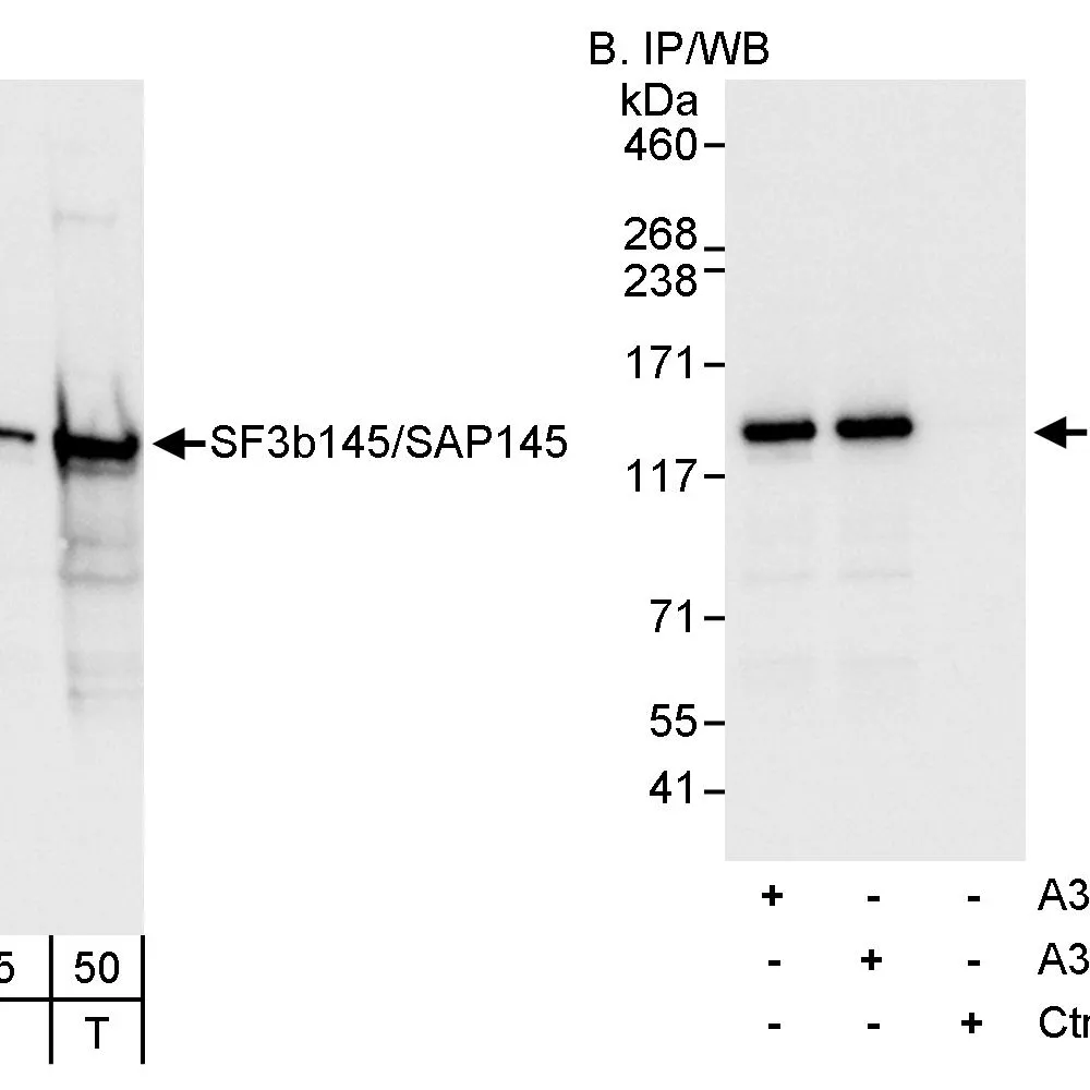 Rabbit anti-SF3b145/SAP145 Antibody, Affinity Purified