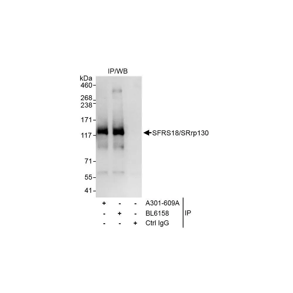 Rabbit anti-SFRS18/SRrp130 Antibody, Affinity Purified