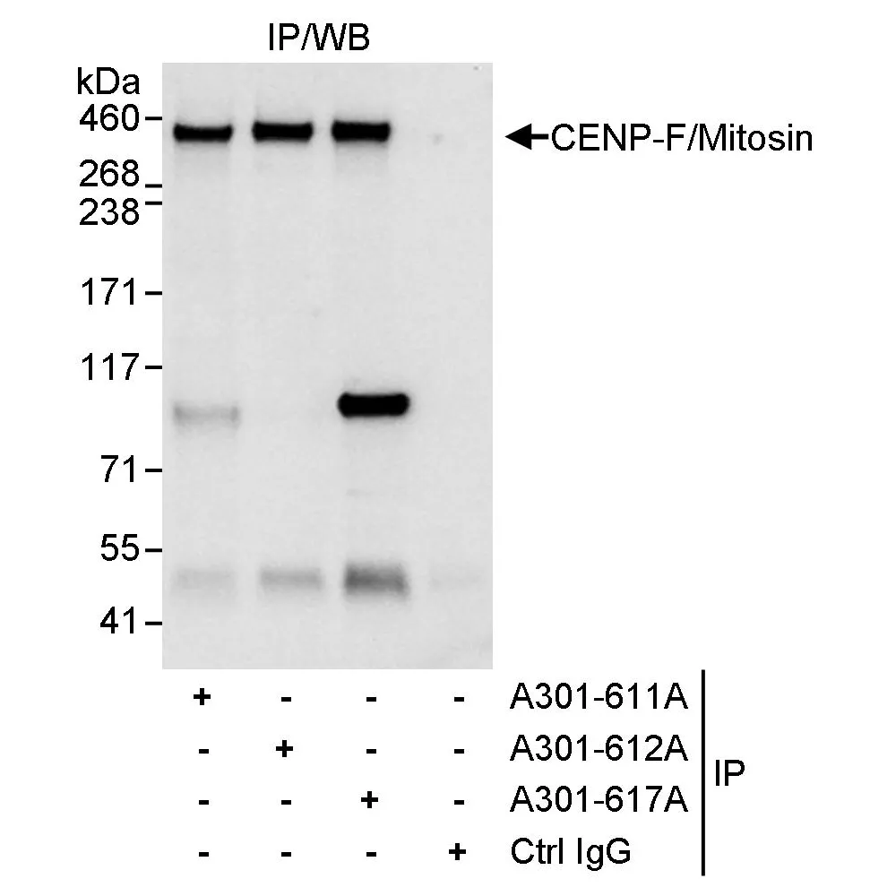 Rabbit anti-CENP-F/Mitosin Antibody, Affinity Purified