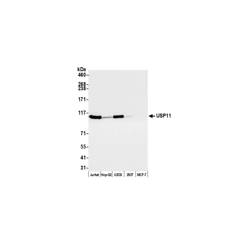 Rabbit anti-USP11 Antibody, Affinity Purified