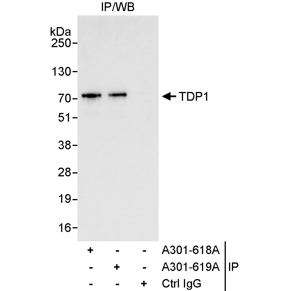 Rabbit anti-TDP1 Antibody, Affinity Purified
