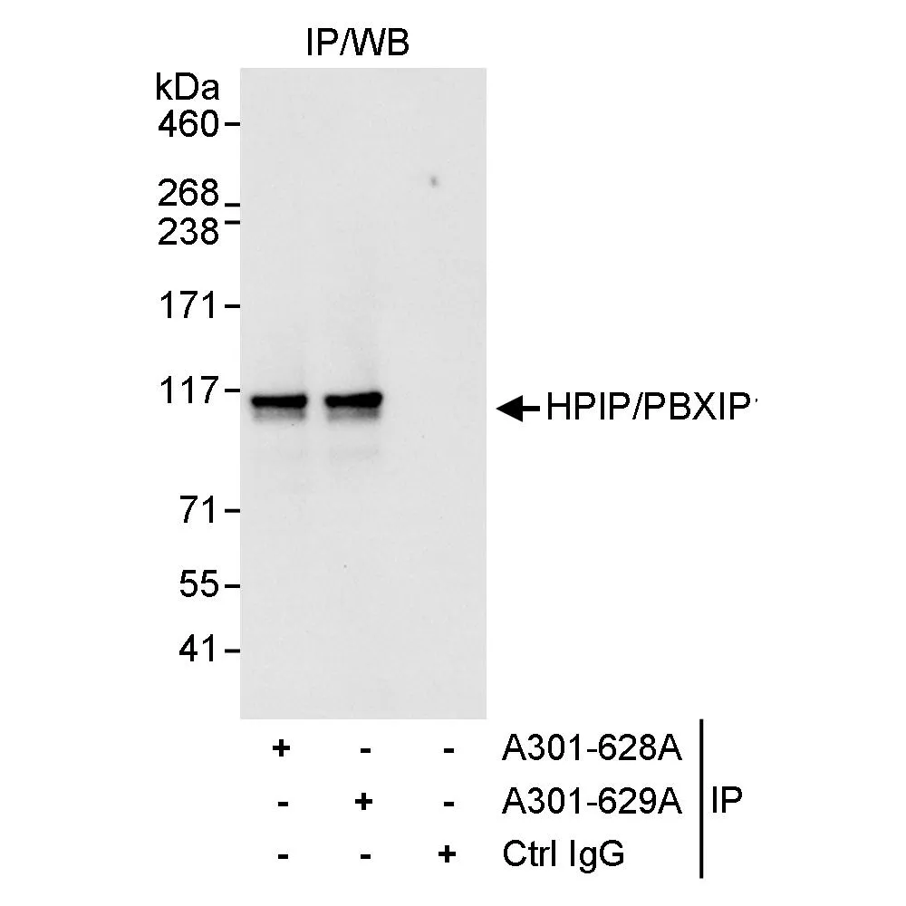 Rabbit anti-HPIP Antibody, Affinity Purified