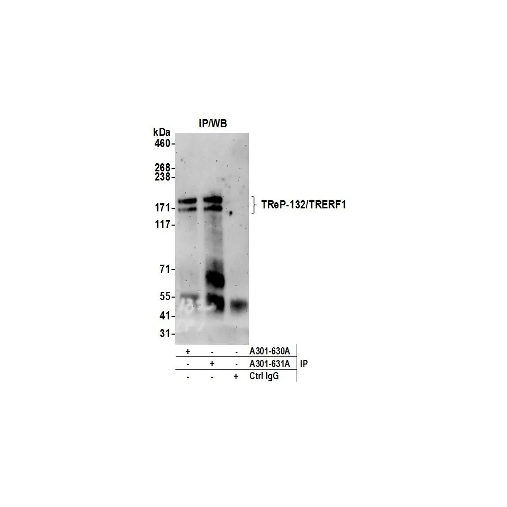 Rabbit anti-TReP-132/TRERF1 Antibody, Affinity Purified
