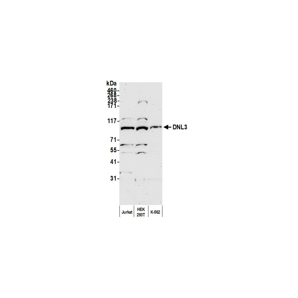 Rabbit anti-DNL3 Antibody, Affinity Purified