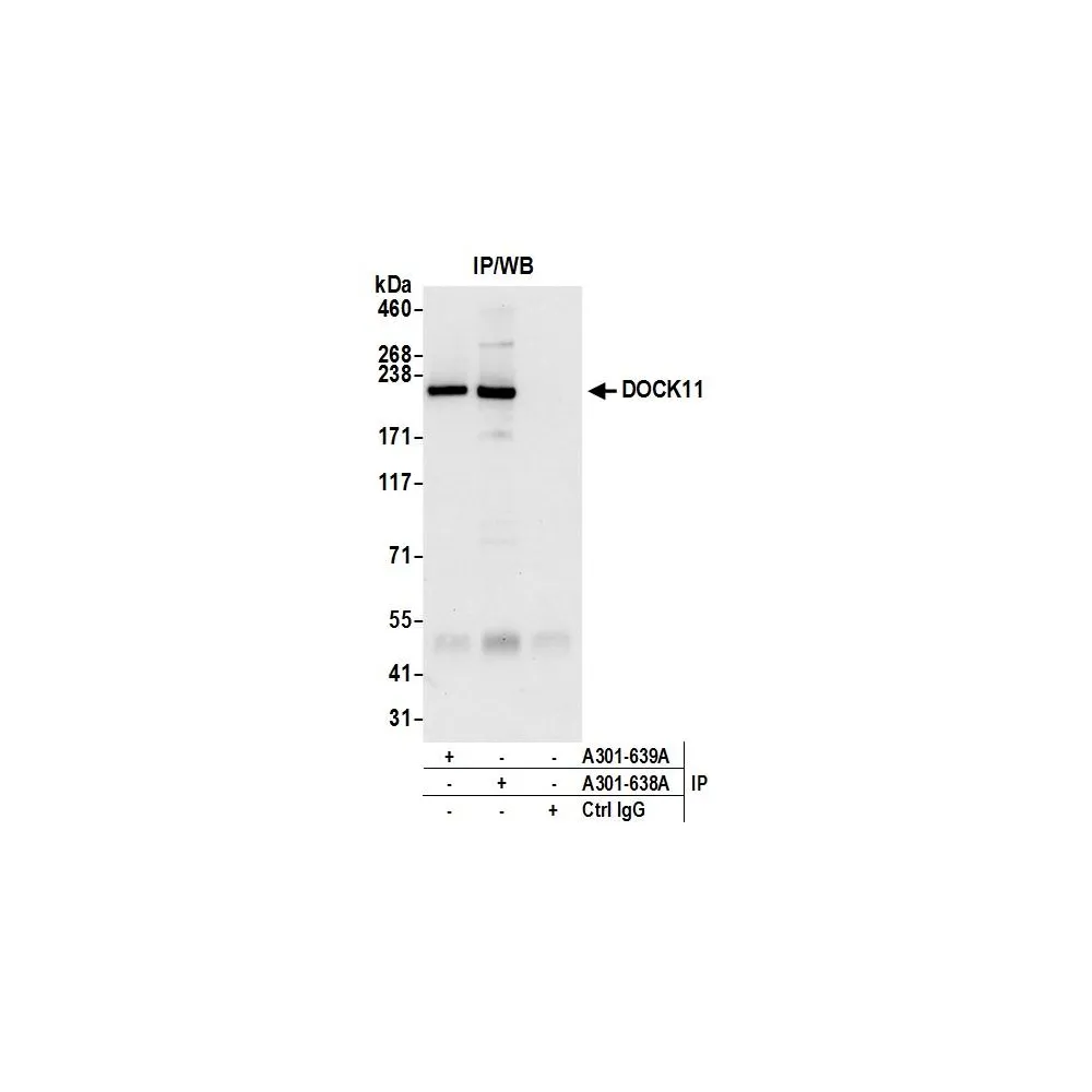 Rabbit anti-DOCK11 Antibody, Affinity Purified