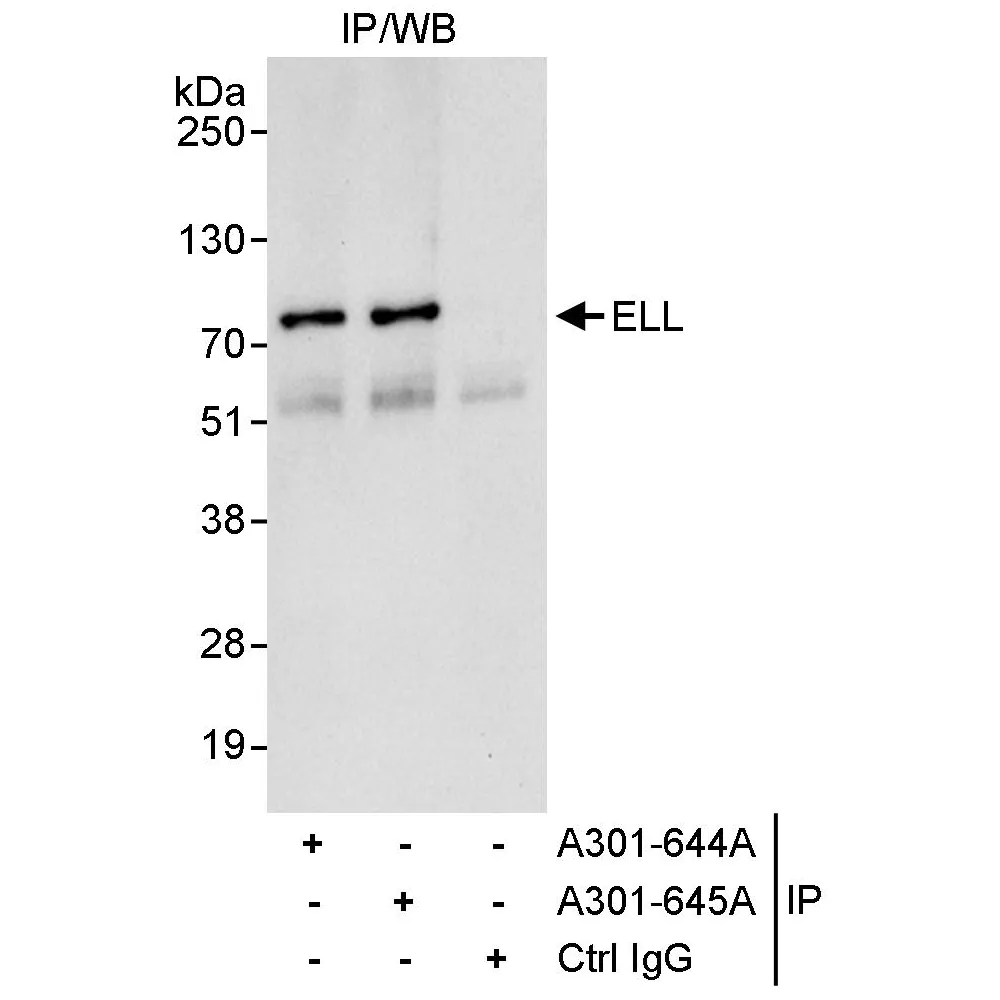 Rabbit anti-ELL Antibody, Affinity Purified