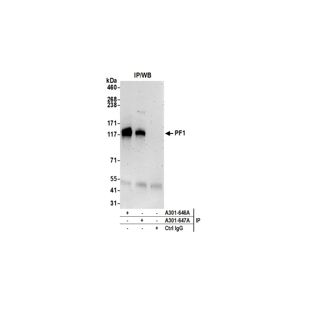 Rabbit anti-PF1 Antibody, Affinity Purified