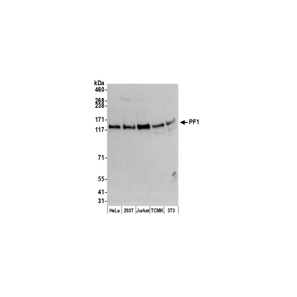 Rabbit anti-PF1 Antibody, Affinity Purified
