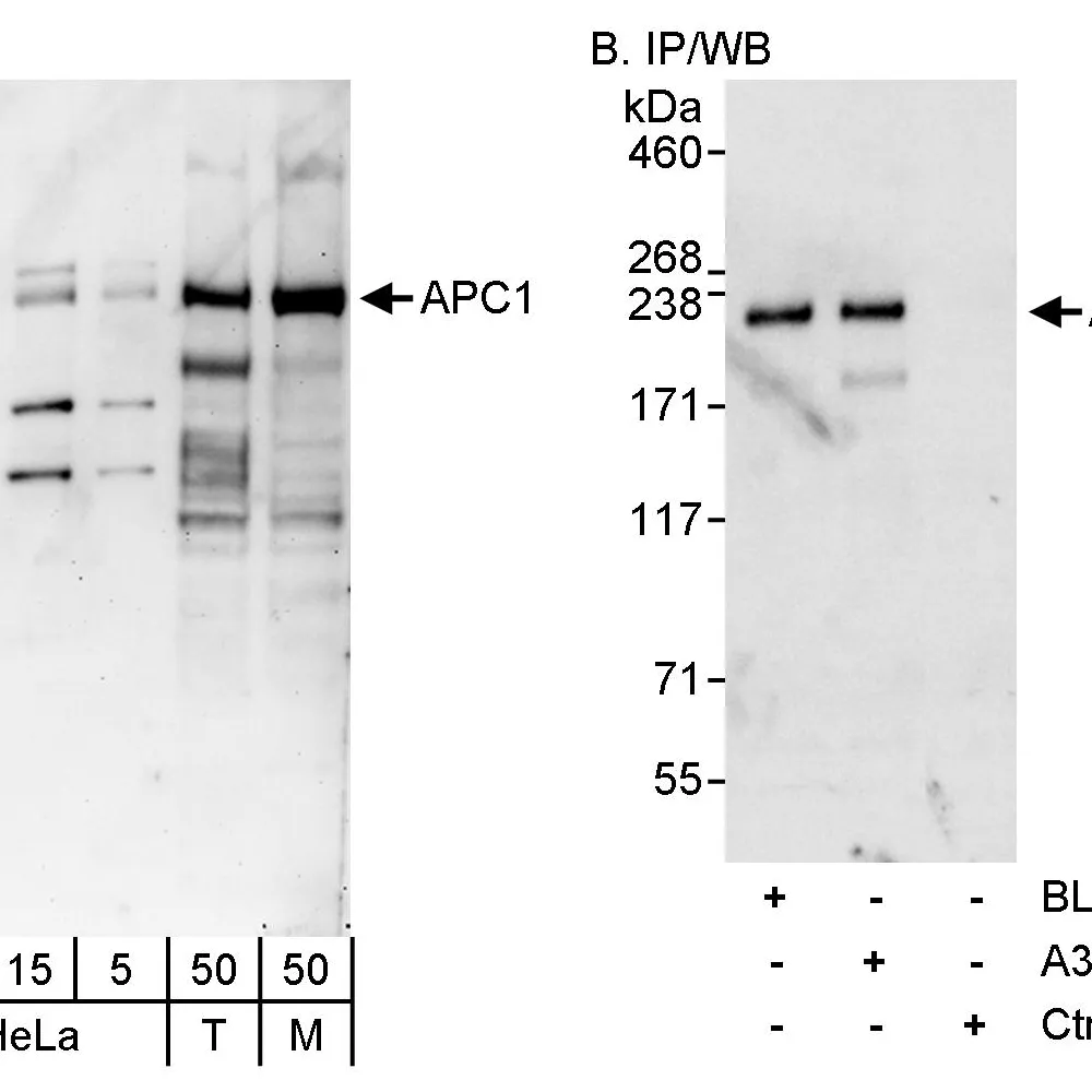 Rabbit anti-APC1 Antibody, Affinity Purified