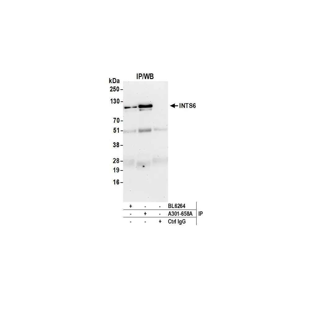 Rabbit anti-DDX26/DICE1 Antibody, Affinity Purified