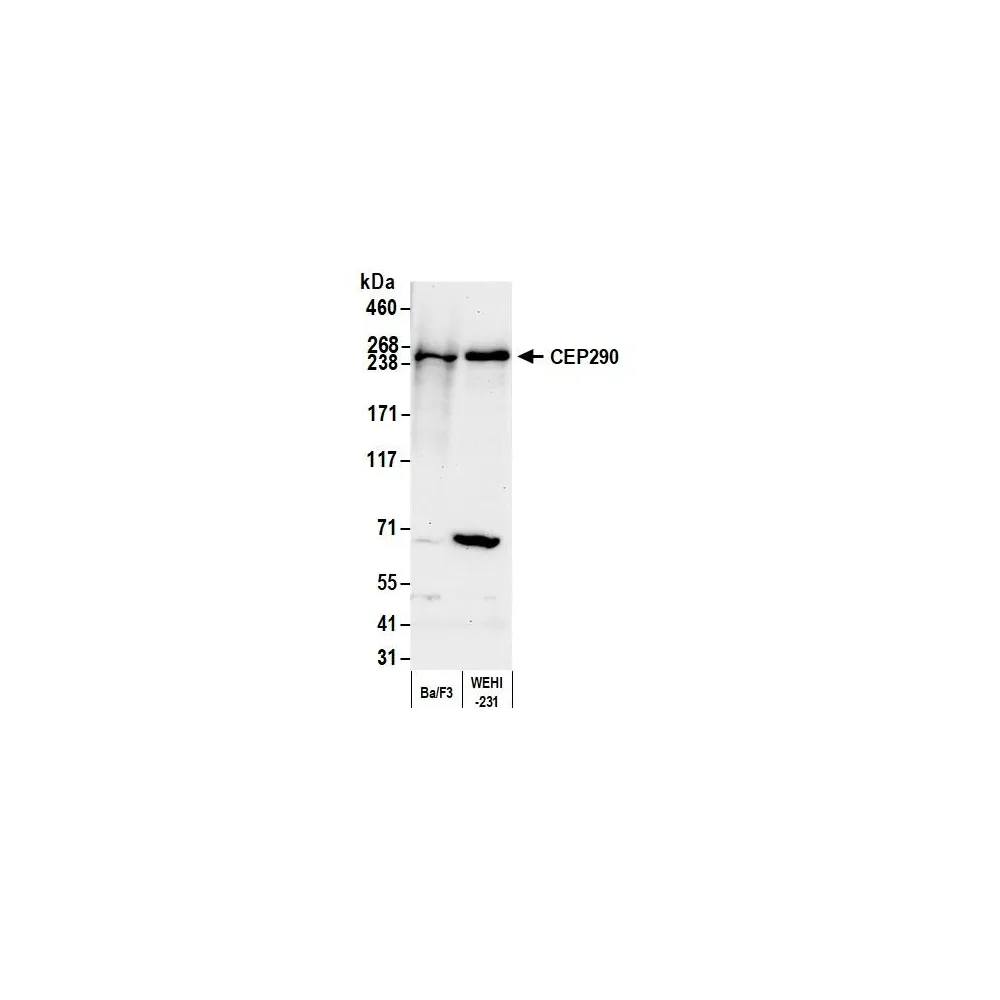 Rabbit anti-CEP290 Antibody, Affinity Purified