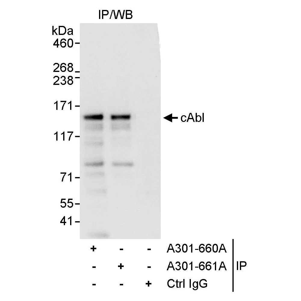 Rabbit anti-cAbl Antibody, Affinity Purified