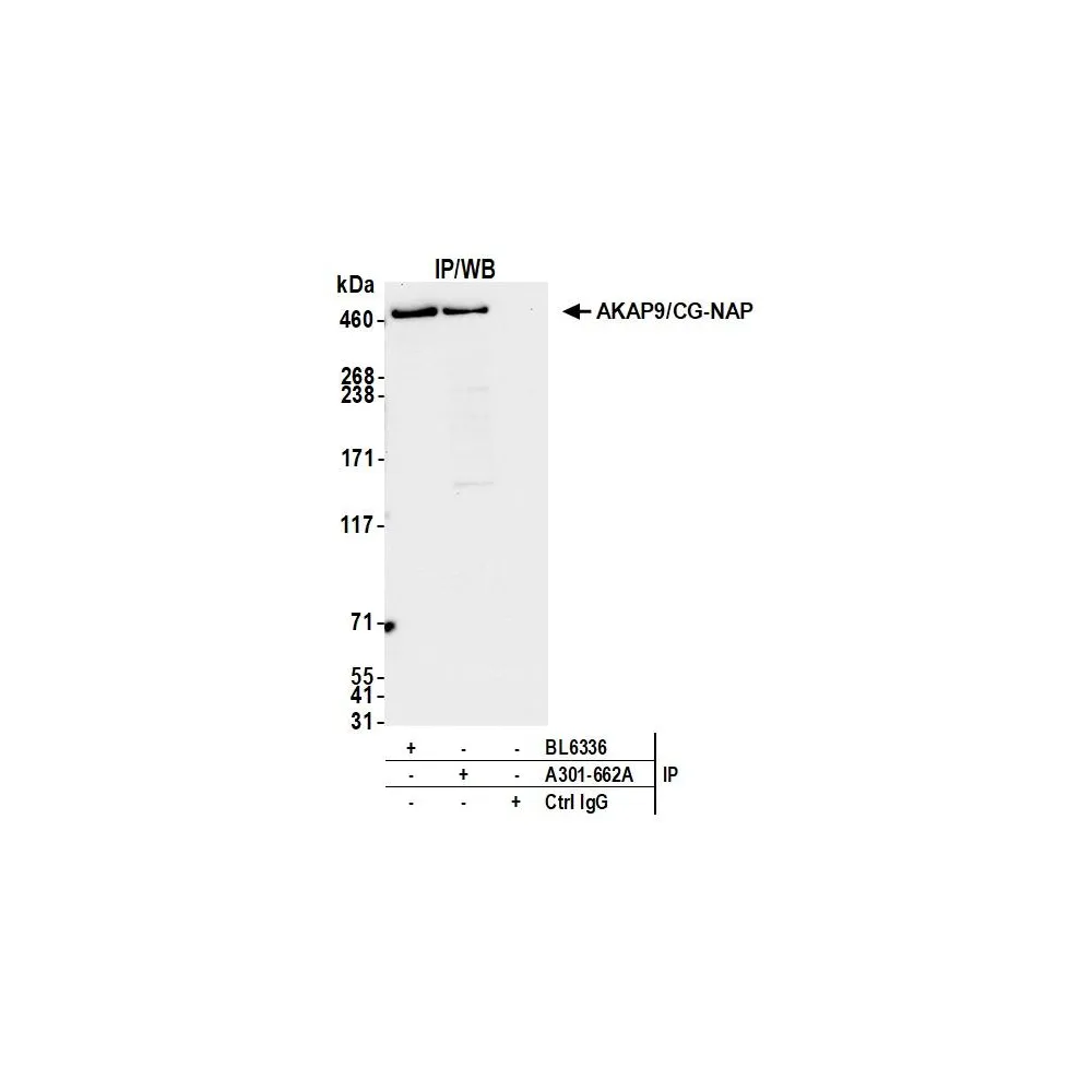 Rabbit anti-AKAP9/CG-NAP Antibody, Affinity Purified