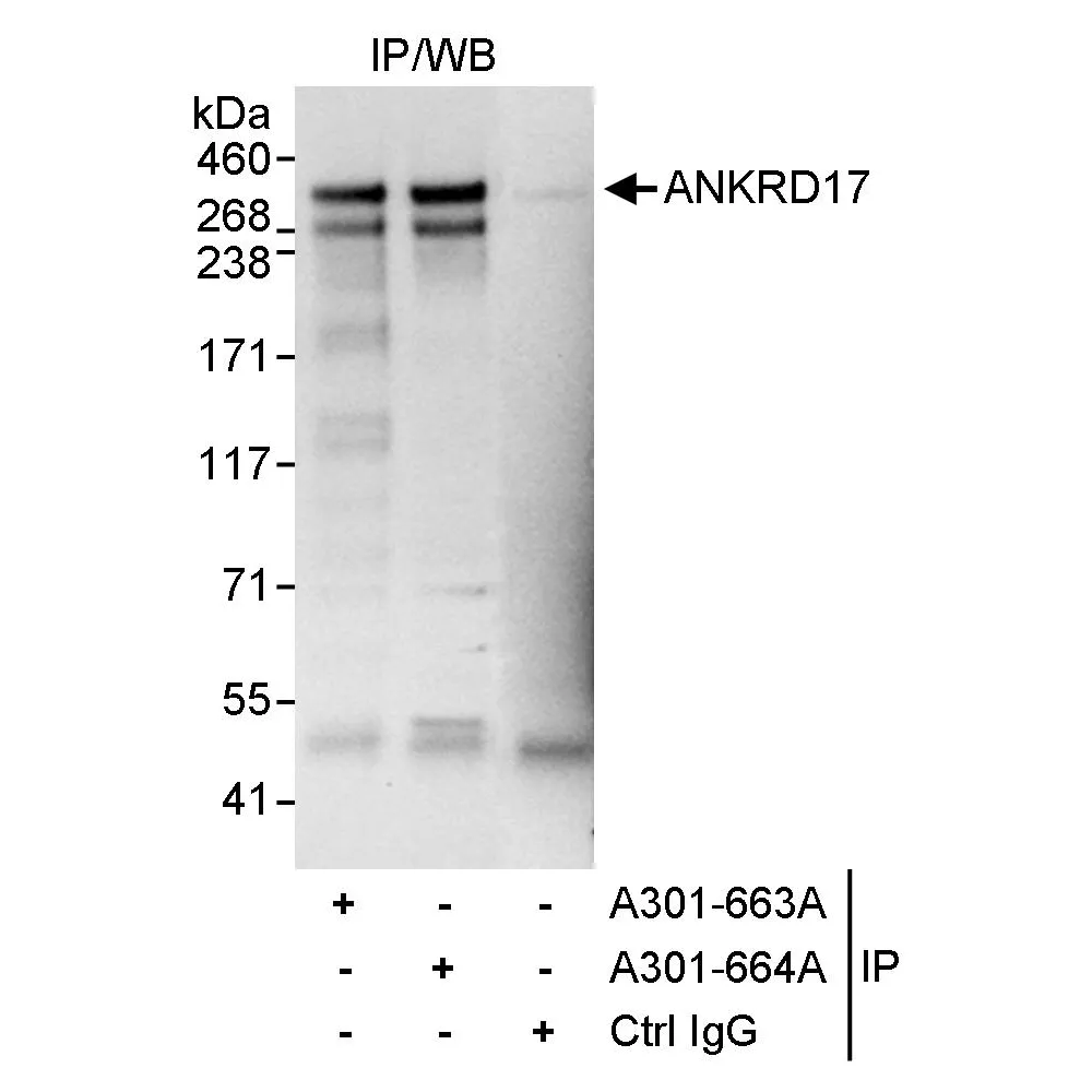 Rabbit anti-ANKRD17 Antibody, Affinity Purified