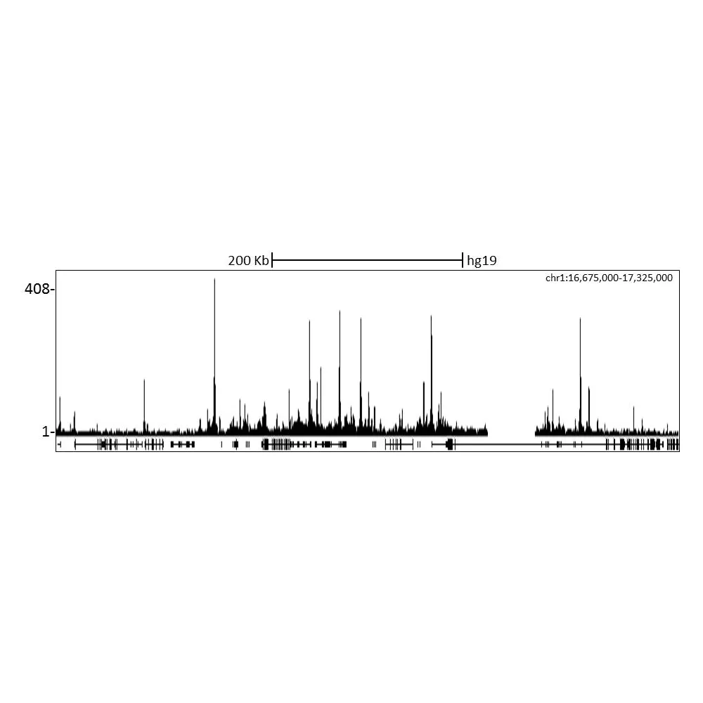 Rabbit anti-PCAF Antibody, Affinity Purified