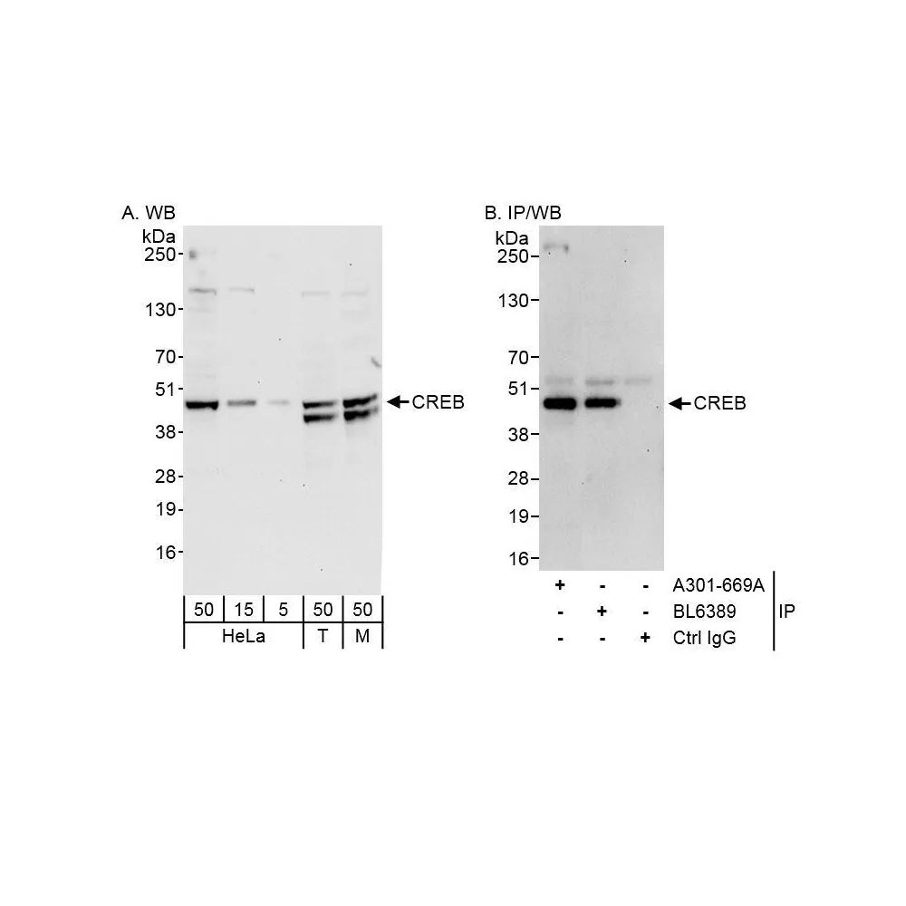 Rabbit anti-CREB Antibody, Affinity Purified