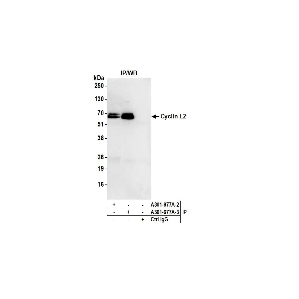 Rabbit anti-Cyclin L2 Antibody, Affinity Purified