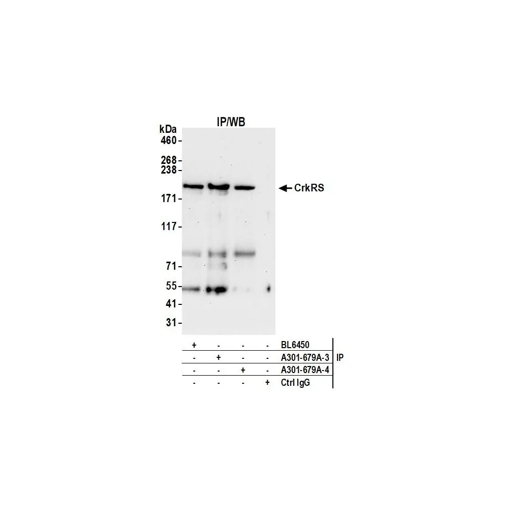Rabbit anti-CrkRS Antibody, Affinity Purified