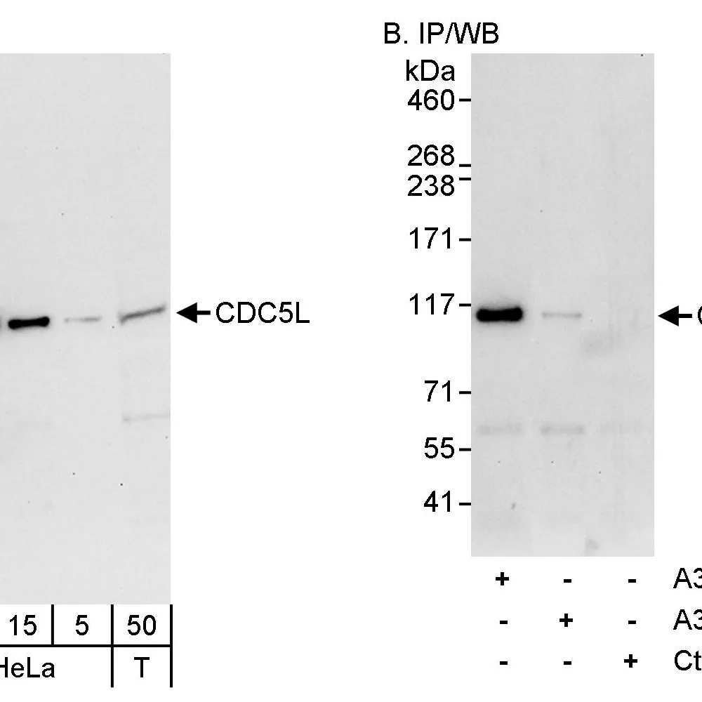 Rabbit anti-CDC5L Antibody, Affinity Purified