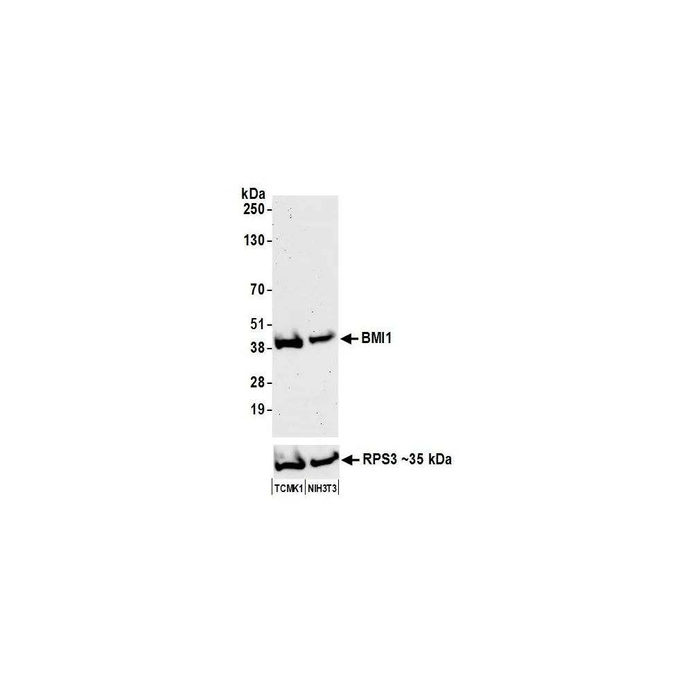 Rabbit anti-BMI1 Antibody, Affinity Purified