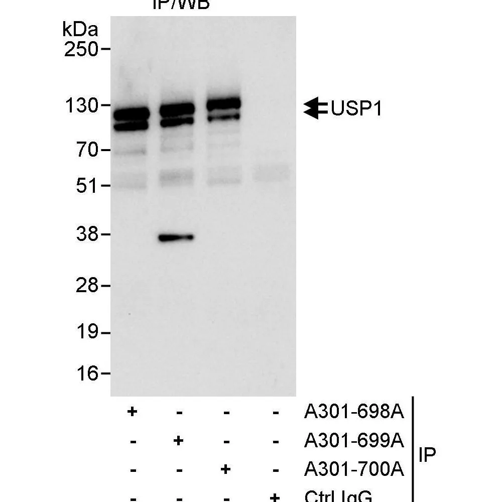Rabbit anti-USP1 Antibody, Affinity Purified