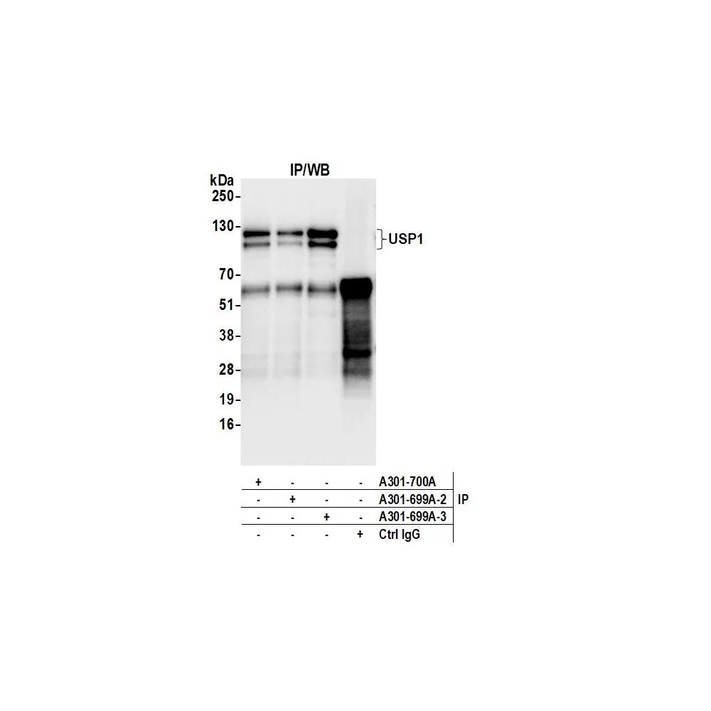 Rabbit anti-USP1 Antibody, Affinity Purified