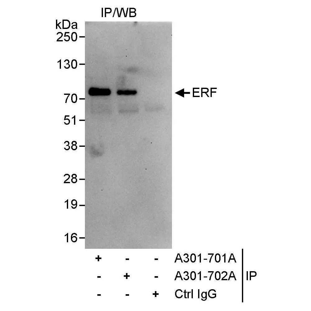 Rabbit anti-ERF Antibody, Affinity Purified