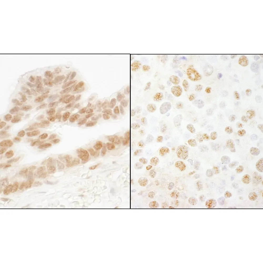 Rabbit anti-ERF Antibody, Affinity Purified