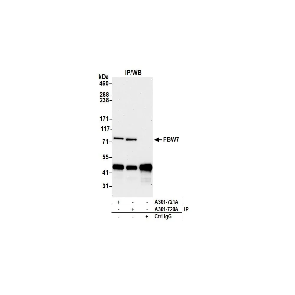 Rabbit anti-FBW7 Antibody, Affinity Purified