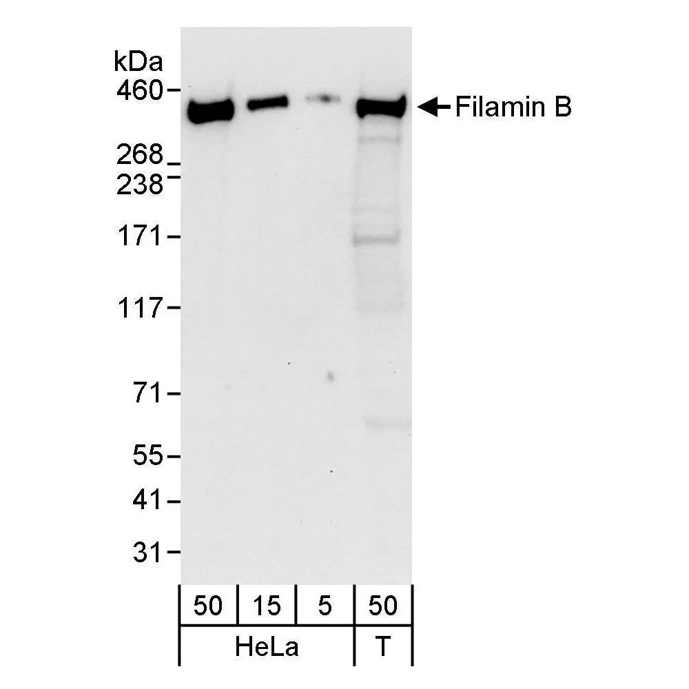 Rabbit anti-Filamin B Antibody, Affinity Purified