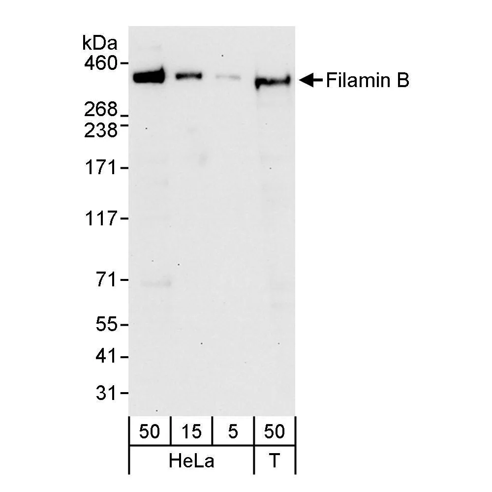 Rabbit anti-Filamin B Antibody, Affinity Purified