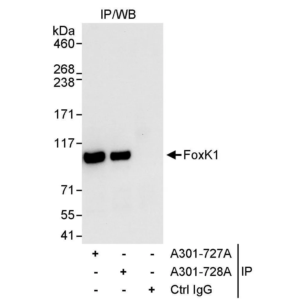 Rabbit anti-FOXK1 Antibody, Affinity Purified