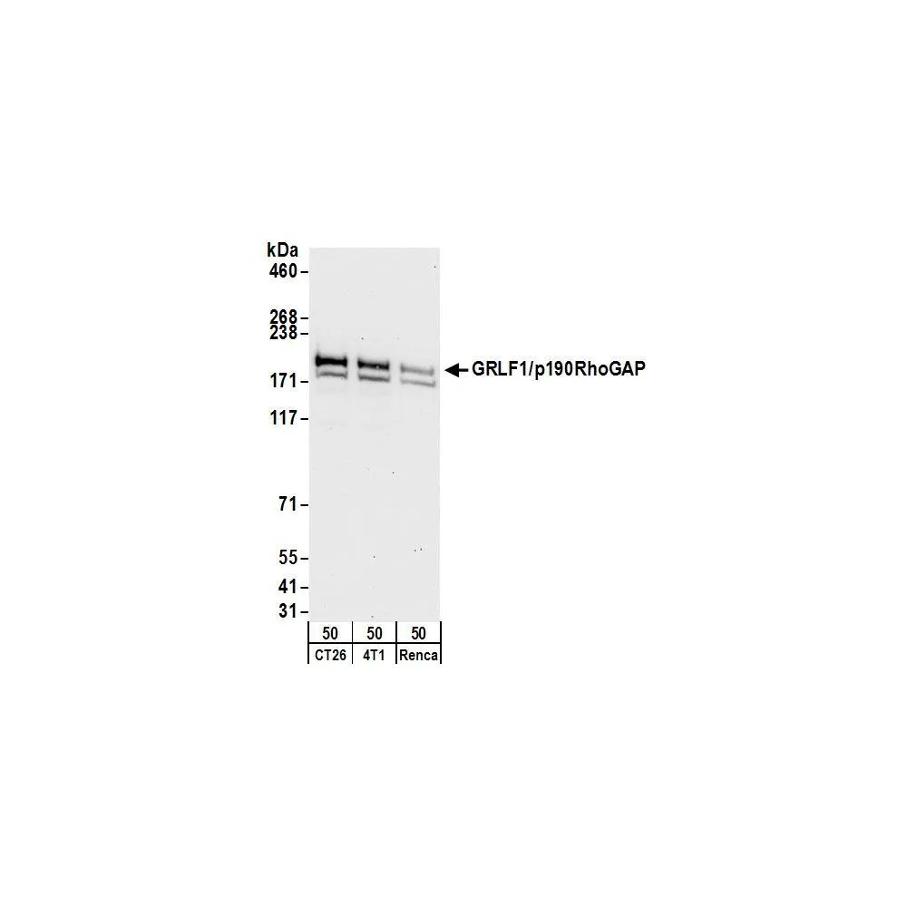 Rabbit anti-GRLF1/p190RhoGAP Antibody, Affinity Purified
